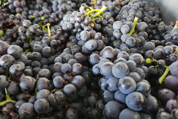 Raisins Noir, Champagne Brisson Jonchère